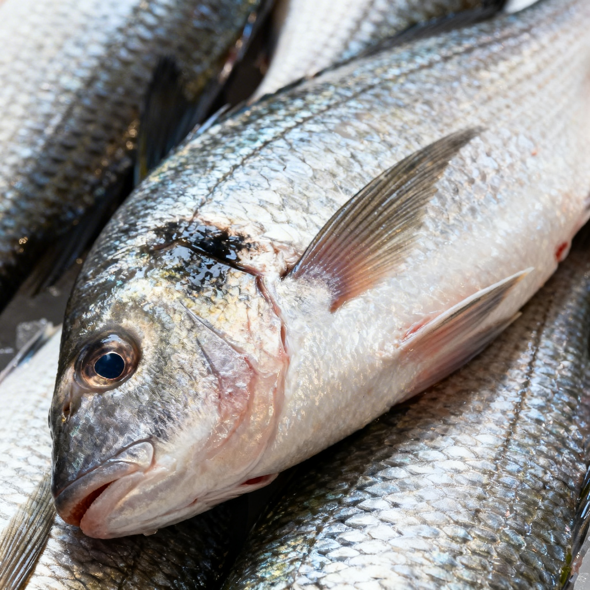 Daurade Royale Entière