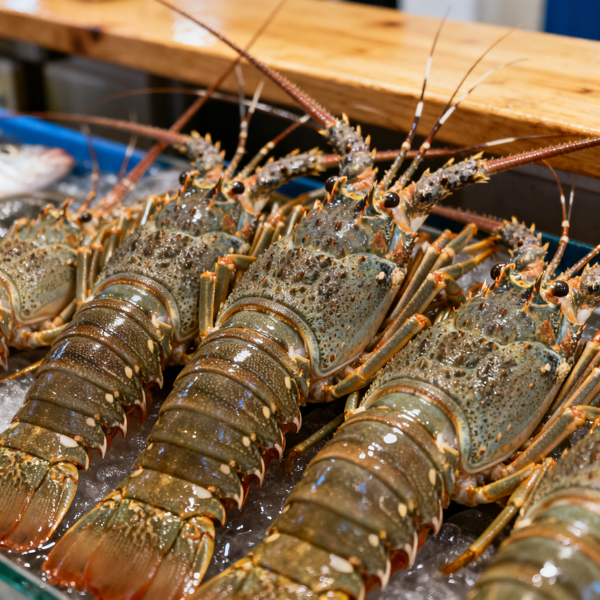 Langoustines Fraîches