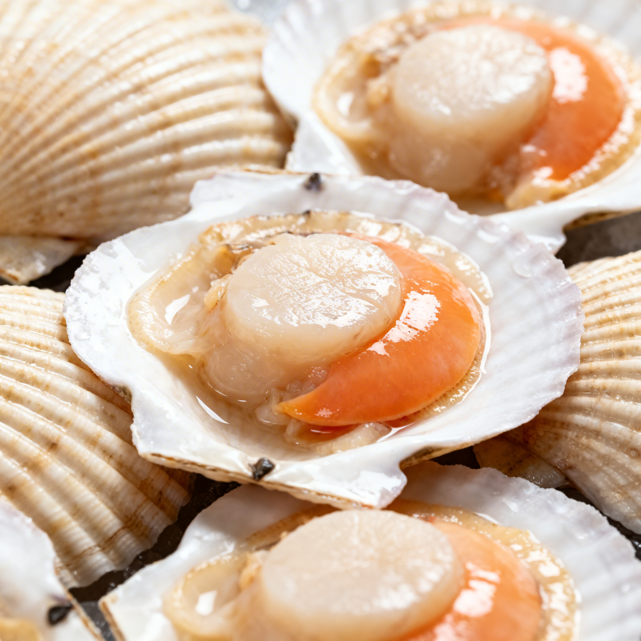 Coquilles Saint-Jacques